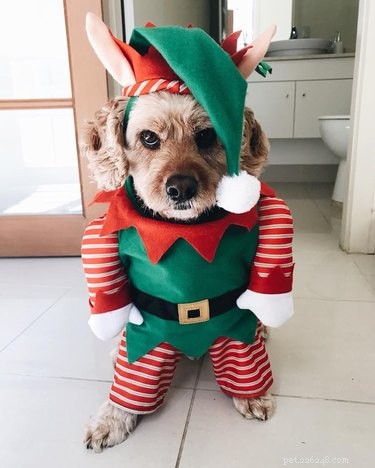 15 Pets Who Remain Unmoved by Christmas