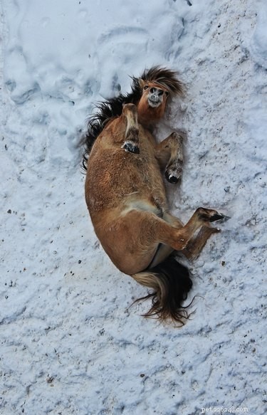 20 Animals Genuinely Excited by Winter Snow