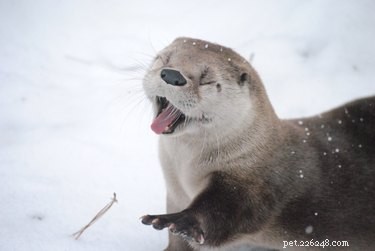20 Animals Genuinely Excited by Winter Snow