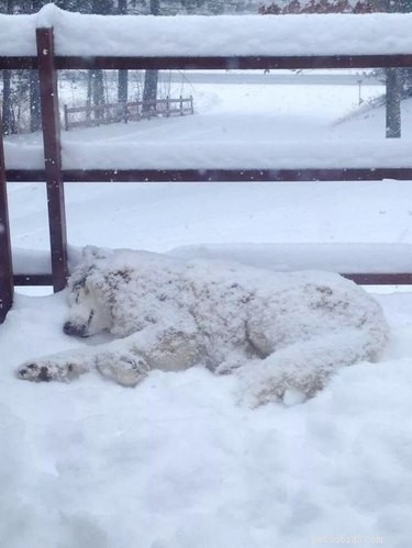 20 Animals Genuinely Excited by Winter Snow