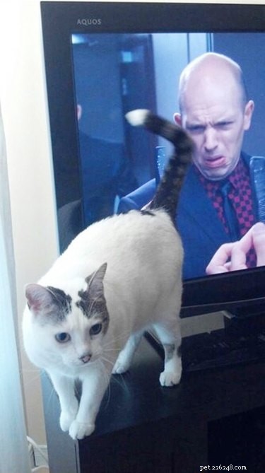 18 Adorable Pets That Will Brighten Your Day