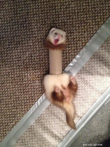 18 Adorable Pets That Will Brighten Your Day