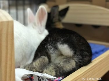 18 Adorable Pets That Will Brighten Your Day