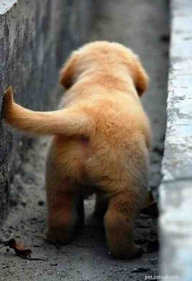 18 Adorable Pets That Will Brighten Your Day