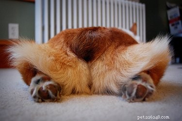 18 Adorable Pets That Will Brighten Your Day
