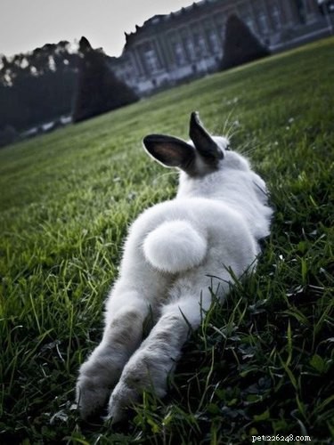 18 Adorable Pets That Will Brighten Your Day