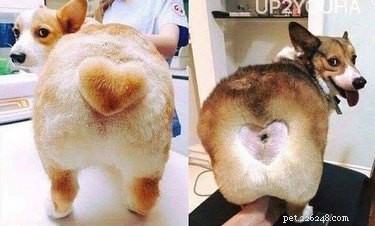 18 Adorable Pets That Will Brighten Your Day