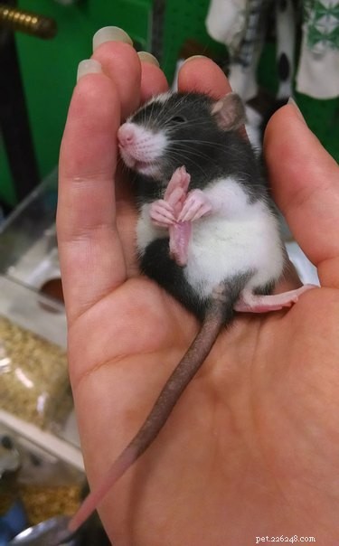 18 Adorable Pets That Will Brighten Your Day