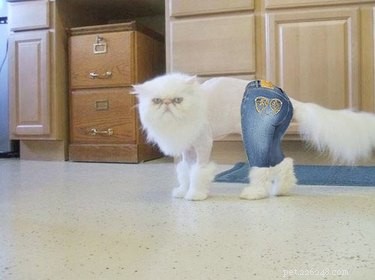 18 Adorable Pets That Will Brighten Your Day