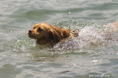 Fisherman Saves Stranded Dog Found in Gulf of Mexico