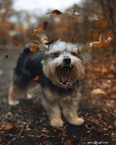 18 Pets Excited About Thanksgiving: Heartwarming Anticipation