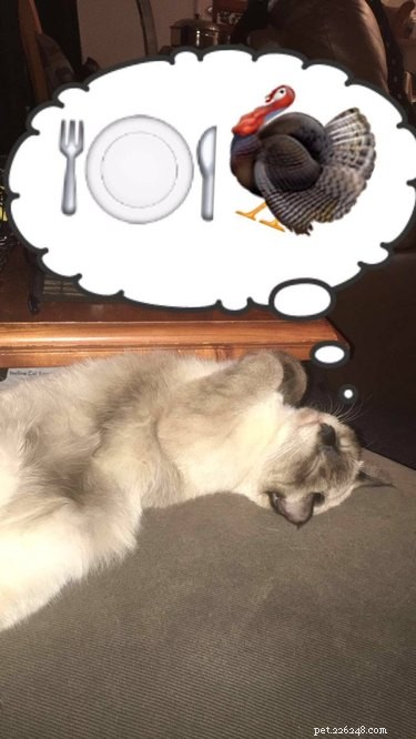 18 Pets Excited About Thanksgiving: Heartwarming Anticipation