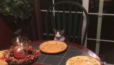 18 Pets Excited About Thanksgiving: Heartwarming Anticipation