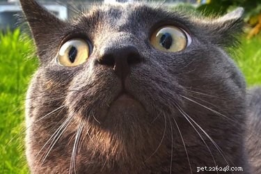 18 Pets Excited About Thanksgiving: Heartwarming Anticipation