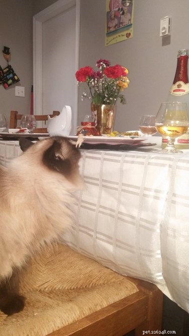 18 Pets Excited About Thanksgiving: Heartwarming Anticipation