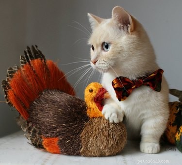 18 Pets Excited About Thanksgiving: Heartwarming Anticipation