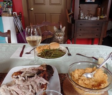 18 Pets Excited About Thanksgiving: Heartwarming Anticipation