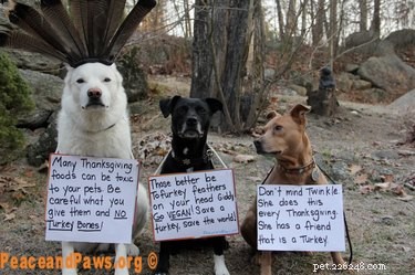 18 Pets Excited About Thanksgiving: Heartwarming Anticipation