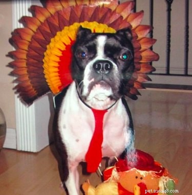 18 Pets Excited About Thanksgiving: Heartwarming Anticipation
