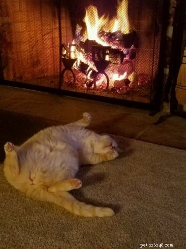 18 Pets Excited About Thanksgiving: Heartwarming Anticipation