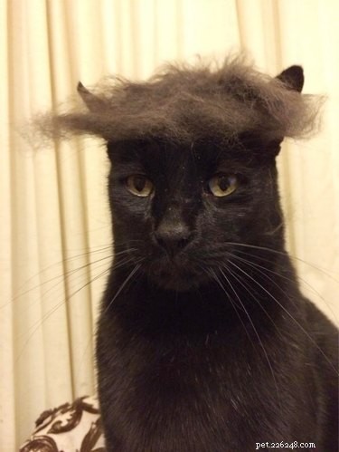 19 Pets That Have Had Enough: Why They’re Done and How to Help