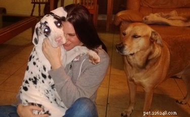 19 Pets That Have Had Enough: Why They’re Done and How to Help