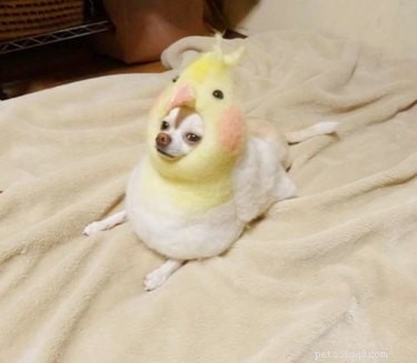 19 Pets That Have Had Enough: Why They’re Done and How to Help