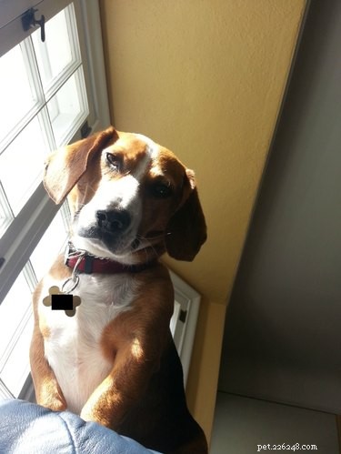 19 Pets That Have Had Enough: Why They’re Done and How to Help