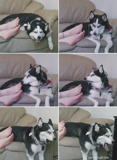 19 Pets That Have Had Enough: Why They’re Done and How to Help