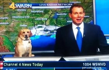 19 Pets That Have Had Enough: Why They’re Done and How to Help