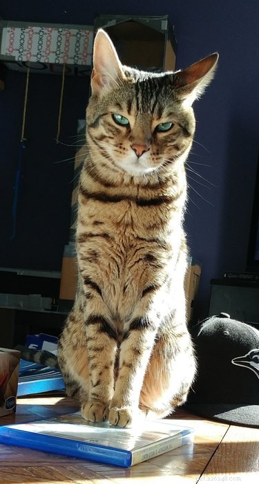 19 Pets That Have Had Enough: Why They’re Done and How to Help