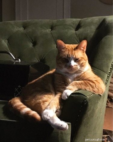 19 Pets That Have Had Enough: Why They’re Done and How to Help