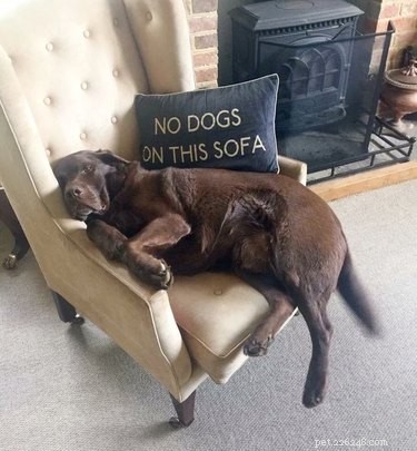 19 Pets That Have Had Enough: Why They’re Done and How to Help