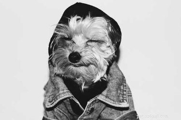 19 Hipster Pets That Will Make You Roll Your Eyes