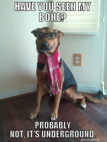 19 Hipster Pets That Will Make You Roll Your Eyes