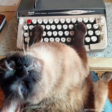 19 Hipster Pets That Will Make You Roll Your Eyes