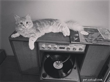 19 Hipster Pets That Will Make You Roll Your Eyes