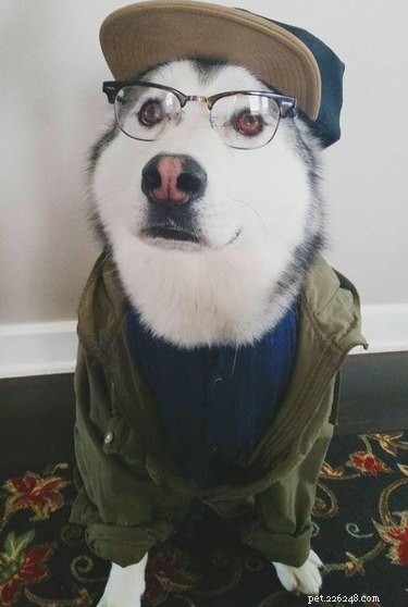 19 Hipster Pets That Will Make You Roll Your Eyes