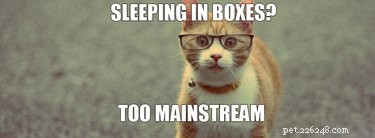 19 Hipster Pets That Will Make You Roll Your Eyes