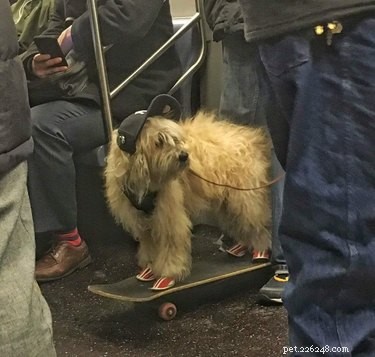 19 Hipster Pets That Will Make You Roll Your Eyes