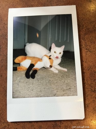 19 Hipster Pets That Will Make You Roll Your Eyes
