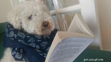 19 Hipster Pets That Will Make You Roll Your Eyes