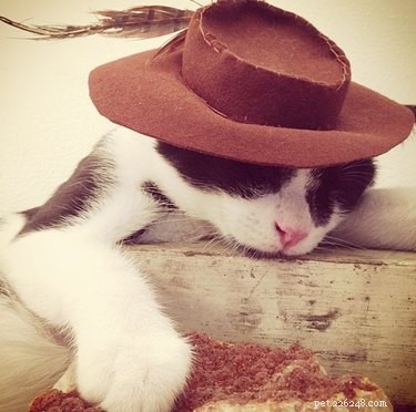 19 Hipster Pets That Will Make You Roll Your Eyes