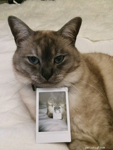 19 Hipster Pets That Will Make You Roll Your Eyes