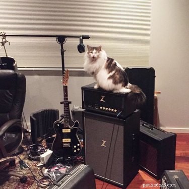 19 Hipster Pets That Will Make You Roll Your Eyes