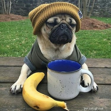19 Hipster Pets That Will Make You Roll Your Eyes