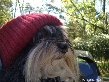 19 Hipster Pets That Will Make You Roll Your Eyes