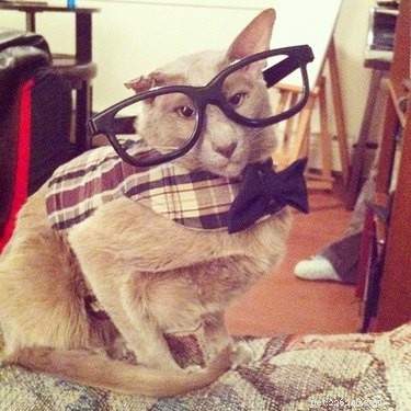 19 Hipster Pets That Will Make You Roll Your Eyes