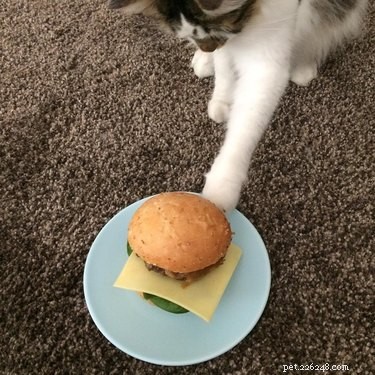 23 Food-Loving Pets Leading the Latest Trend Among Millennials
