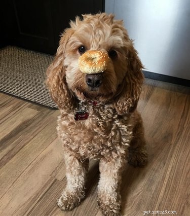 23 Food-Loving Pets Leading the Latest Trend Among Millennials